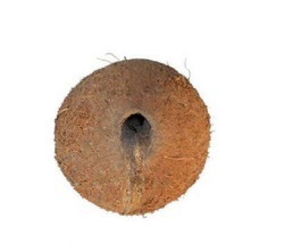 One eyed Coconut 